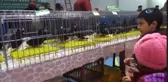 Nadide Güvercinler Sergilendi