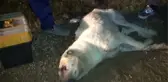 Doktorun Hayvan Sevgisi