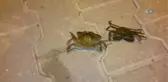 Söke'yi Yengeçler Bastı