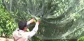 Kiraz, Üreticisinin Yüzünü Güldürecek