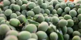 Yerli Kayısı Tezgahlara İnmeye Başladı