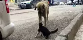Kedi ve Köpeklerin Dostluğu