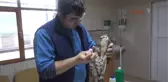 Kemer Yaralı Bulunan Şahin Tedaviye Alındı