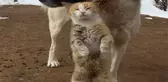 Tunceli'de Kedi ve Köpeğin Dostluğu