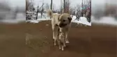 Tunceli'de Kedi ve Köpeklerin Dostluğu