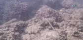 Fethiye'de Deniz Dibi Temizliği