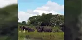 Fil Az Daha Timsaha Yem Oluyordu