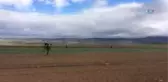 Koyun Hırsızını Böyle Yakaladılar