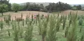Öğrenciler 15 Temmuz Şehitleri Için Fidan Dikti