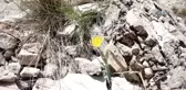 Oltu Lale Dağında Lale ve Menekşeler Açtı