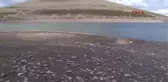 Erzurum Tekederesi Göletinde Toplu Balık Ölümü