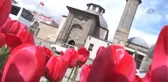 Milyonlarca Lale Konya'yı Süslüyor