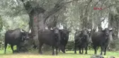 Aydın Pideye Lezzet Katan Kaymak Için Birlik Çalışması