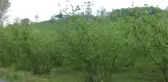 Kar Yağdı, Fındık Üreticisini Korku Sardı