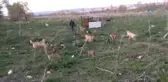 3 Bin Sokak Köpeğine Bakıyor