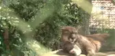 Yalnız Puma'ya Arkadaş Geldi