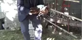 Antalya Oğlak Sağ Arka Bacağı Olmadan Doğdu