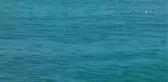 Balıkçılar Kooperatif Başkanı Mustafa Karakaş: 