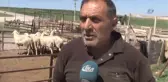 Ankaralı Besicilerin Angus İsyanı