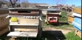 Arıcılıkta İlk! Bulduğu Yöntemle İki Kat Daha Fazla Bal Elde Etti
