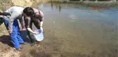 Bolu Abant Gölü'ne 51 Bin Abant Alası Bırakıldı