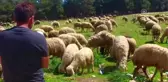 Çukurova'da Koyun Kırkım Zamanı