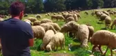 Çukurova'da Koyun Kırkım Zamanı