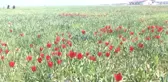 Muş Lalesi Yeşerdi