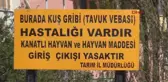 Tokat Kuş Gribi Rastlanan Köy Karantinada