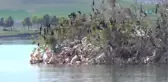 Afrika'dan Gelip Bu Adayı Seçiyorlar...amasya'da 'Pelikan Adası'
