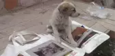 Sokak Patilerine Uzanan Kadın Eli