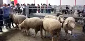 Teke Yöresi 3. Tarım ve Hayvancılık Fuarı