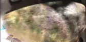 Bodrum'da Yaralı Caretta Caretta Kurtarıldı