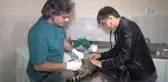Telef Olan Hamile Kedi Sezaryene Alındı