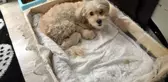Anne' Diyen Köpek Şaşırttı