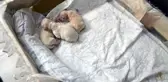 Yeni Doğan Köpek 'Anne' Diye Bağırdı