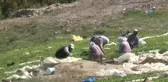 Zahmeti Çok, Ekimi Zor Tütün Toprakla Buluşuyor