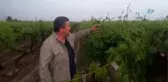 Manisa'da Dolu Yağışı Üzüm Bağlarını Vurdu