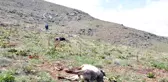 2 Kilometre Kovaladılar, Sonunda Vurdular