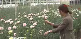 Antalya Annelere 150 Milyon Dal Çiçek