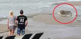 Plaja Vuran Ölü İneği Gören Turistler Bakakaldı