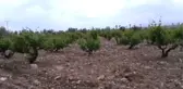 Üzüm Üretici 