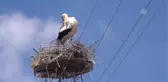 Leyleğin Azizliğine Uğradı