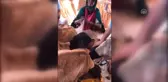 Yiyecek Bulamadığı Için Karton Yiyen Keçiler