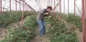 Atıl Araziye Kurdukları Sera Yüzlerini Güldürdü - Ordu