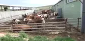 Çiftliğinde 
