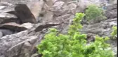 Yaban Keçileri Böyle Görüntülendi
