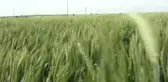 Süne Savaşçıları