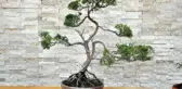 Huzur Veren Uğraş: Bonsai