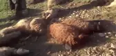 Sele Kapılan 71 Hayvan Telef Oldu
